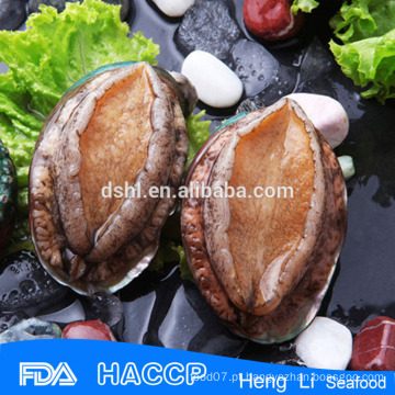 Abalone original com o fornecedor do escudo